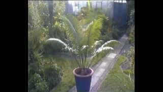 Cycad flush  Cycas Circinalis [upl. by Inoue]