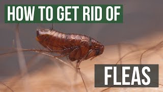 How to Get Rid of Fleas Guaranteed 4 Easy Steps [upl. by Ylreveb]