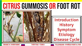 Citrus Gummosis  Intro History Symptom Etiology Disease Cycle  Phytophthora sp  PHF [upl. by Aihsenod191]