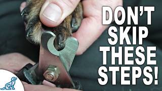 Dont Skip These 4 Stages For Dog Nail Trimming [upl. by Bilicki]