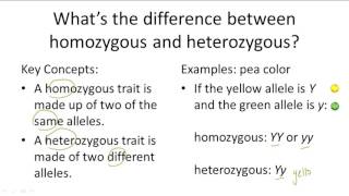 Homozygous v Heterozygous [upl. by Cusack214]