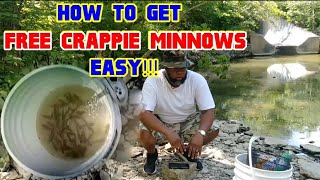 How to get FREE CRAPPIE MINNOWSEasy everything you need to know Crappie Town USA Baby [upl. by Ahsiyk]