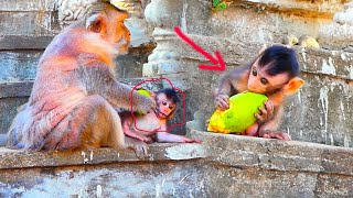 Adorable baby monkey Berro trying to ask mommy to taste mango [upl. by Aisa915]