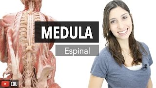 Sistema Nervoso 36 Medula Espinal  Anatomia e etc [upl. by Delcina416]