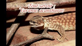 Tout savoir  Varanus acanthurus [upl. by Uuge]