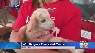 Check out these cute animals at the Fort Worth Stock Shows Petting Zoo [upl. by Morette]