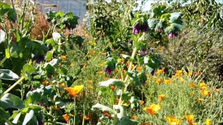 Valley Carpenter bee robbing from Honeywort Cerinthe major [upl. by Nigem]