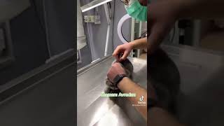 cat get mad after get injection at vet [upl. by Nyrahs462]