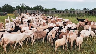 Moving Alfalfa and Sheep🐑 [upl. by Arlen]