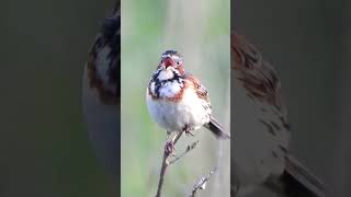 ホオアカのさえずりThe song of Emberiza fucata 356野鳥shorts [upl. by Ahsitniuq]