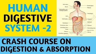 Digestion amp AbsorptionHuman Digestive System Part 2Class 11NCERTCrash CourseNEETAIIMSJIPMER [upl. by Marya]