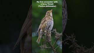 Song Thrush Turdus philomelos  Love at first Sound [upl. by Ymmot398]