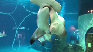 Hammerhead shark attacks sting ray at Adventure aquarium [upl. by Leund]