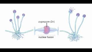 Rhizopus life cycle [upl. by Dnalwor]