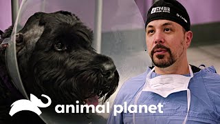 ¡La cirugía de extracción del tumor fue un éxito  Veterinarios de Texas  Animal Planet [upl. by Eeloj]