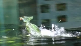 Jesus Christ lizards running on water in aquaterrarium [upl. by Nottnerb]