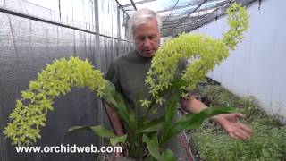 OrchidWeb  Grammatophyllum scriptum var citrinum [upl. by Claus]