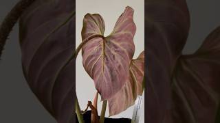 Philodendron Verrucosum Amazon Sunset  Abaxial  lower side of leaf exhibits brilliant maroon hues [upl. by Atsocal444]