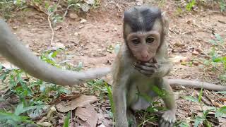 Small monkey with mother have lunch [upl. by Coltun]