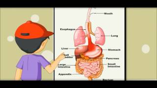 Digestive System  Learning by Picture amp Chart Kides [upl. by Ycnuahc663]