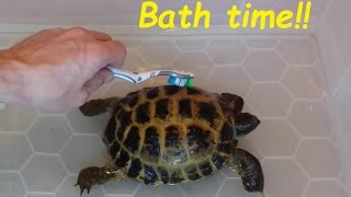 Giving our Tortoises a bath Cleaning your Horsefield Tortoises [upl. by Berglund]