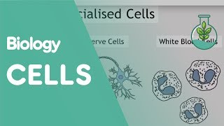 Intro To Cells Animals amp Plants  Cells  Biology  FuseSchool [upl. by Noll]