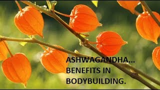 Benefits of ASHWAGANDHA in bodybuilding [upl. by Dorren]