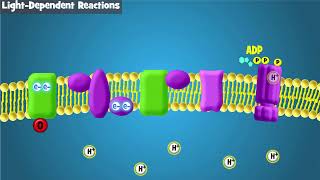 Photosynthesis Intro and LightDependent Reactions [upl. by Harbed]