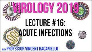 Virology Lectures 2019 16 Acute Infections [upl. by Laleb954]