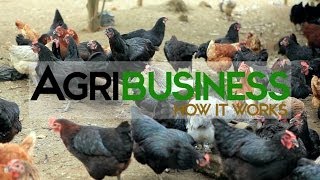 Agribusiness Philippines [upl. by Immak]