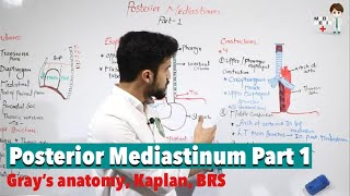 Posterior Mediastinum Part 1 منصف خلفی بخش اول Anatomy 63 [upl. by Winou]