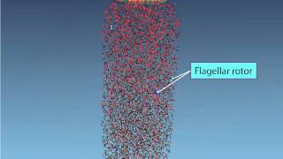 Chemotaxis Molecular Events [upl. by Maclay]