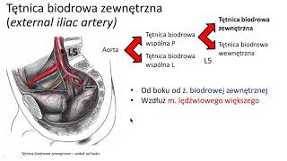 Tętnice biodrowa zewnętrzna i udowa wstęp [upl. by Leif]