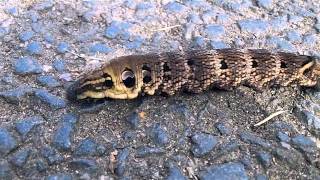 Elephant Hawk Moth Caterpillar on a Footpath HD [upl. by Ridan]