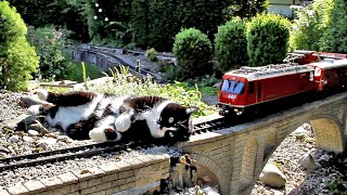 Katze vs Gartenbahn VII [upl. by Bear]