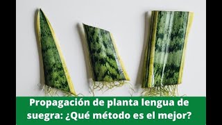 🌱Como Reproducir Planta Suculenta Lengua de Suegra Paso a Paso🌱Sansevieria 🌱 Espada de San Jorge [upl. by Harwell737]