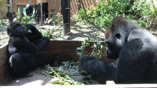 モモタロウ親子〜食後のふれあい〜⭐️ゴリラ83【京都市動物園】Gorilla momotaro amp gentaro [upl. by Adnarom]