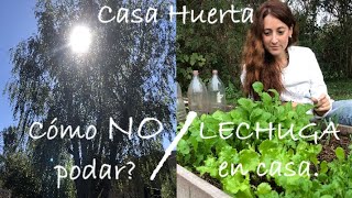 🌱Cultivo de LECHUGA y Hicieron un DESASTRE🌳 VLOG Mujer Bonita 128 [upl. by Ayyn]