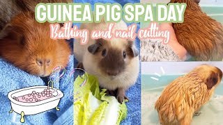 Guinea pig Spa Day  Bathing and Nail Cutting 🐹🛁🌿 [upl. by Dalia23]