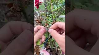 Grafting hibiscus plant into rose hybiscus flowers gardening greensreen shots hibiscusflower [upl. by Ayrotal484]