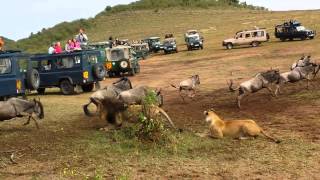 Lion ambush at wildebeest crossing [upl. by Oneg461]