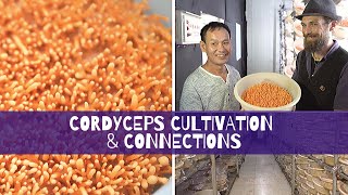 Cordyceps Cultivation amp Connections [upl. by Elston]