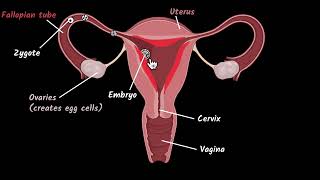 Female reproductive system  Reproduction  Biology class 10  Khan Academy [upl. by Adnotal]