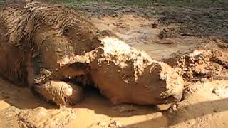 Young Sumatran Rhino Harapan Takes a Mud Bath [upl. by Arehahs]