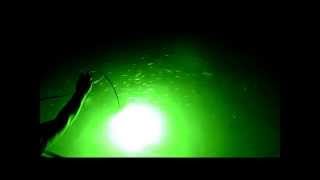 The Green Blob Underwater LED FIshing Light in Action [upl. by Ettie]