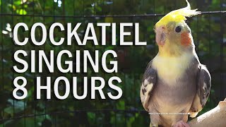 Pied Cockatiel Singing Sounds Tono Cockatiel Calls  Natural Song [upl. by Meggie]