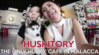 Huskitory  Only Husky Cafe In Malacca [upl. by Aivirt]