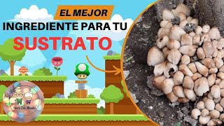 El mejor componente para hacer fértil tu sustrato LOS HONGOS plantas sustrato biodegradables [upl. by Aitetel]