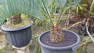 Palem Encephalartos Horridus Harga Sangat Setabil [upl. by Calvano765]