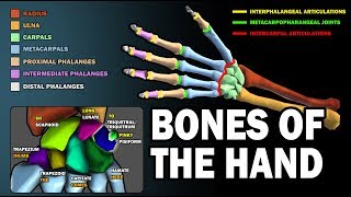 BONES OF THE HAND LEARN IN 25 MINUTES [upl. by Issie679]